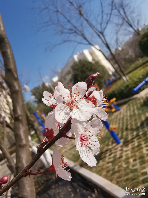 来源：彩龙社区网友 糊涂 摄3