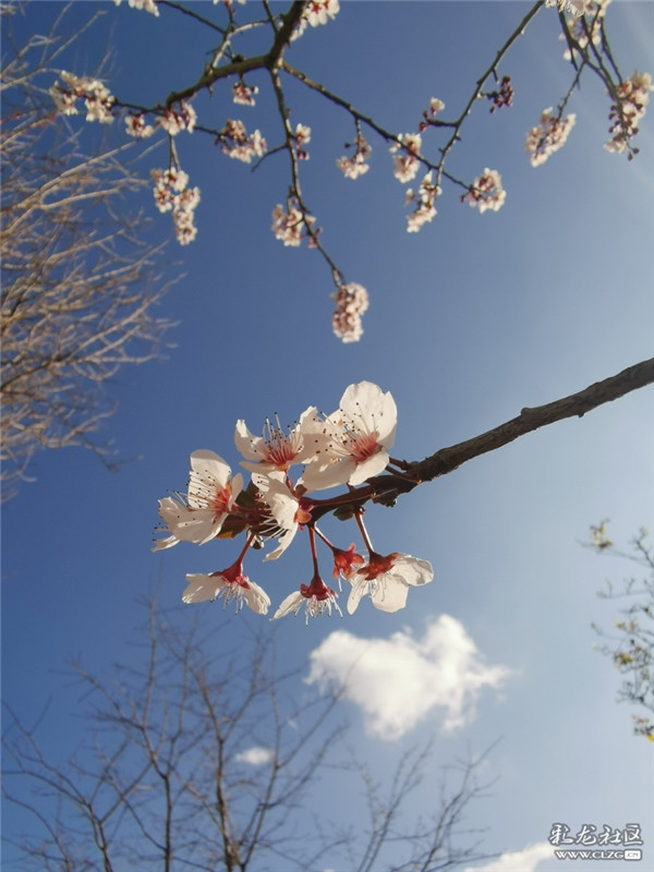 来源：彩龙社区网友 糊涂 摄4