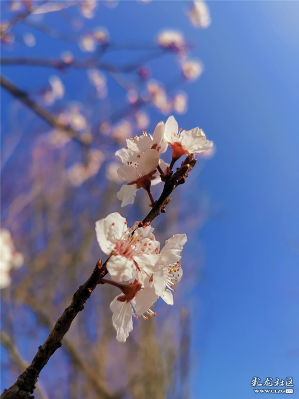 来源：彩龙社区网友 糊涂 摄5