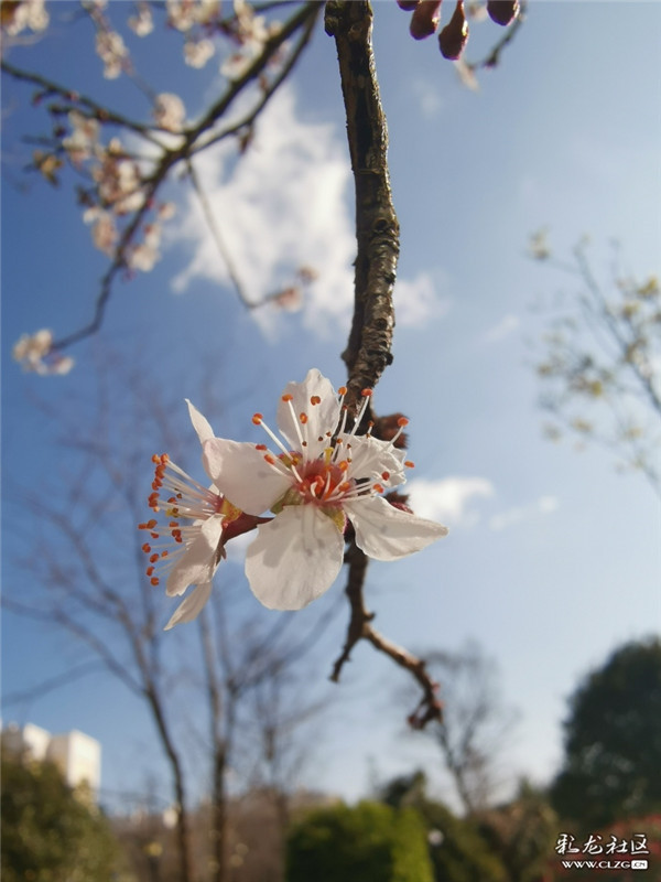 来源：彩龙社区网友 糊涂 摄6