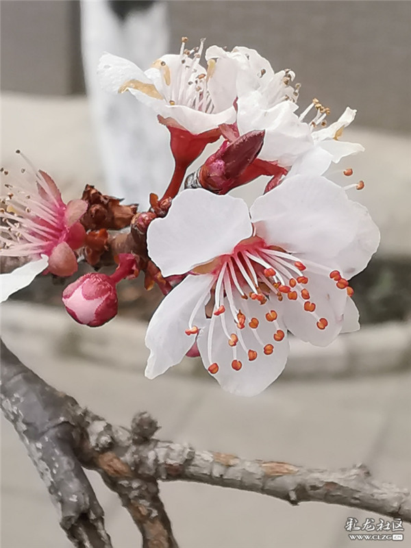 来源：彩龙社区网友 糊涂 摄7