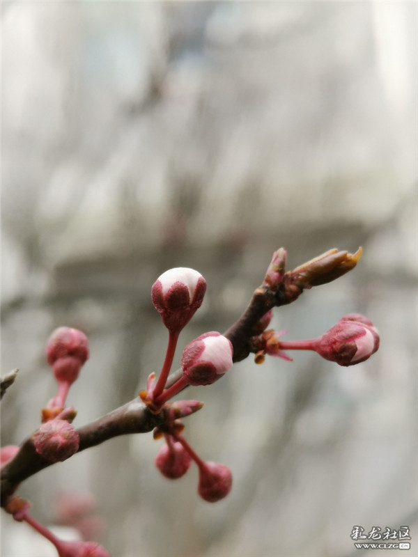 来源：彩龙社区网友 糊涂 摄8