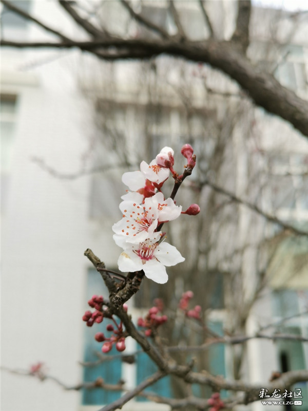 来源：彩龙社区网友 糊涂 摄10