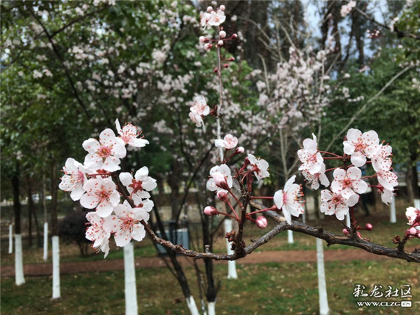 来源：彩龙社区网友 梦影 摄1