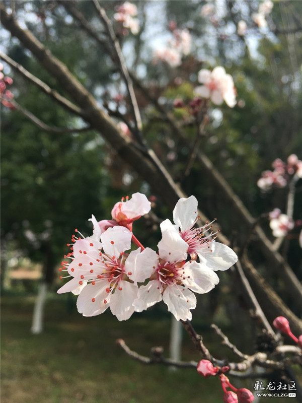 来源：彩龙社区网友 梦影 摄2