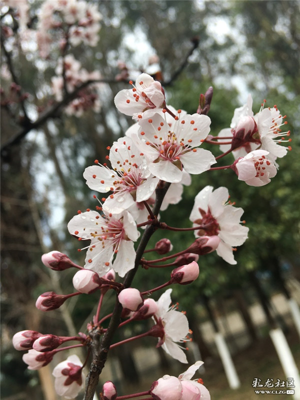 来源：彩龙社区网友 梦影 摄3