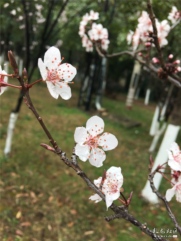 来源：彩龙社区网友 梦影 摄4