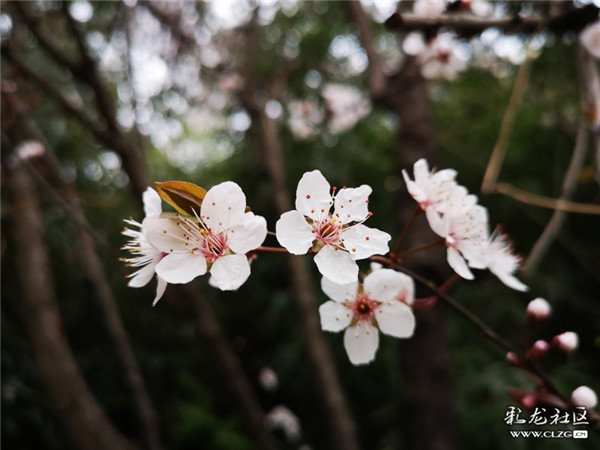 来源：彩龙社区网友 清山客 摄