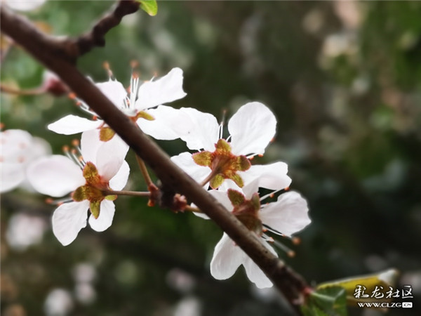 来源：彩龙社区网友 清山客 摄3