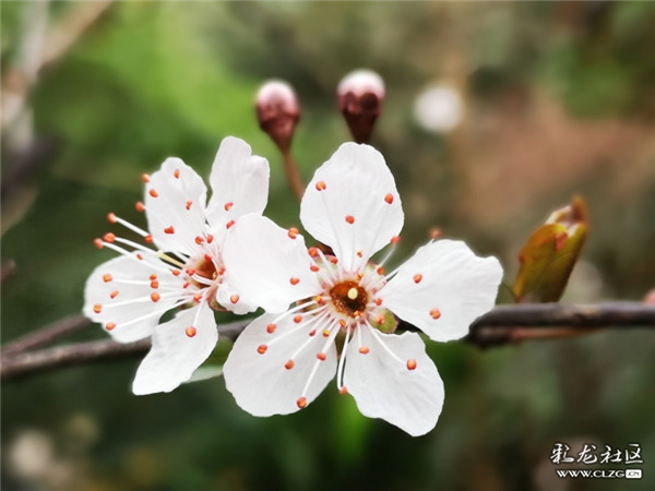 来源：彩龙社区网友 清山客 摄4