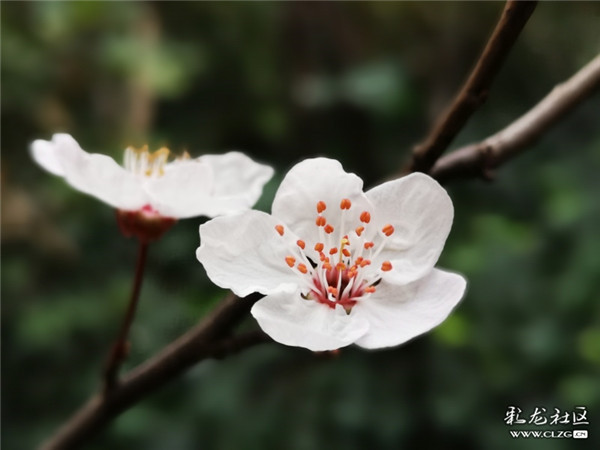 来源：彩龙社区网友 清山客 摄5