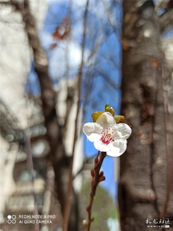 来源：彩龙社区网友 有道 摄