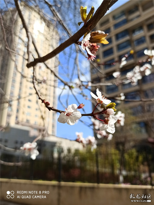 来源：彩龙社区网友 有道 摄2