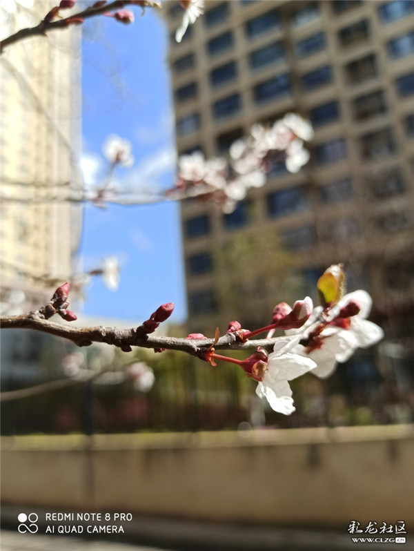 来源：彩龙社区网友 有道 摄3