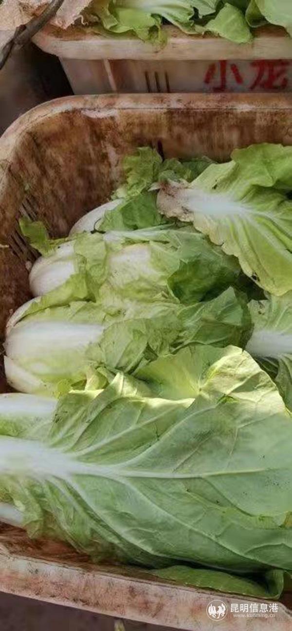 图4：业主群自发捐赠的大白菜