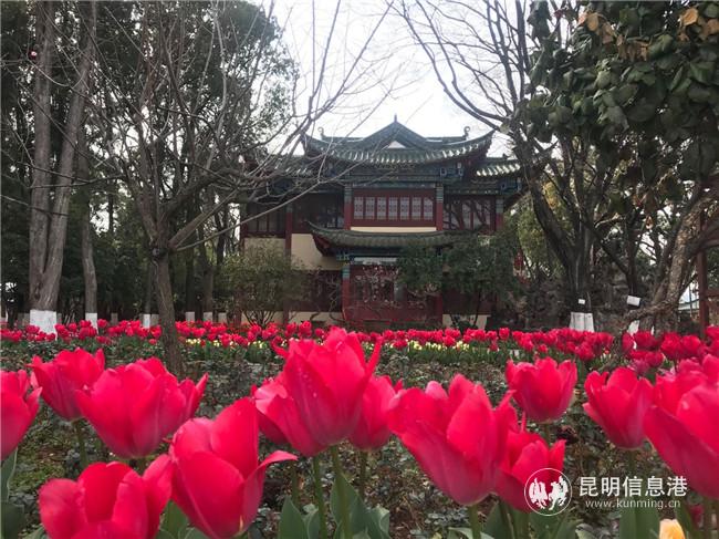 大观楼郁金香安静开放