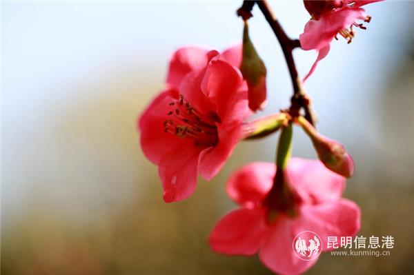 mmexport1582198938652