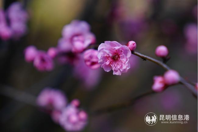 mmexport1582376515463