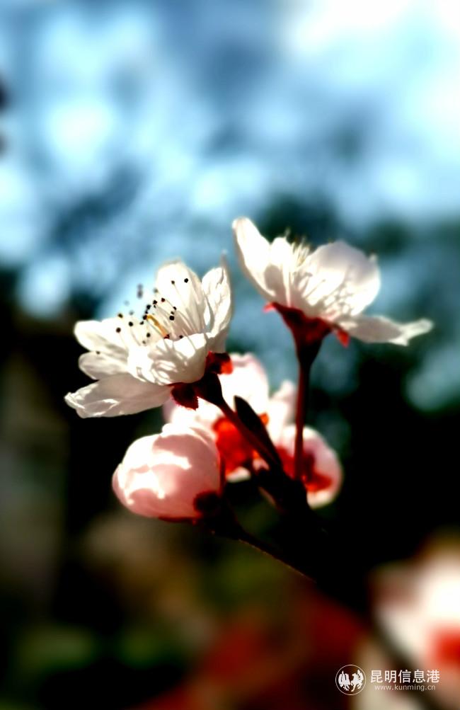 mmexport1582227282740