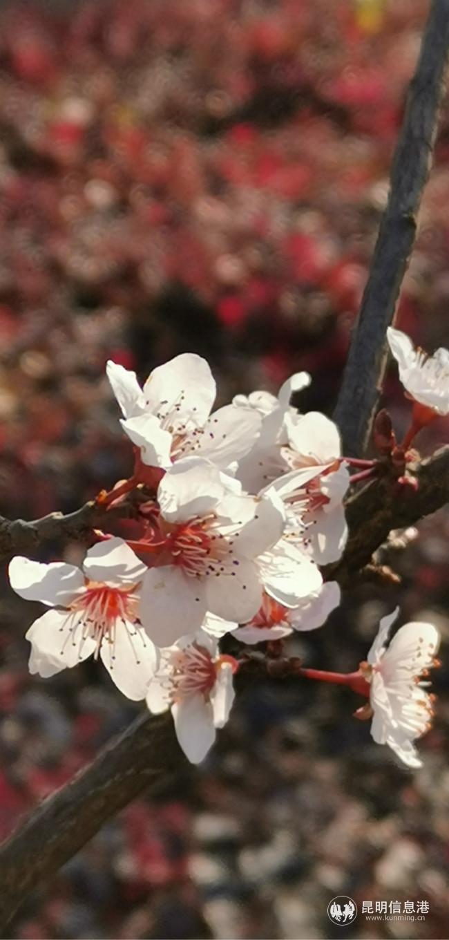 mmexport1582228566016