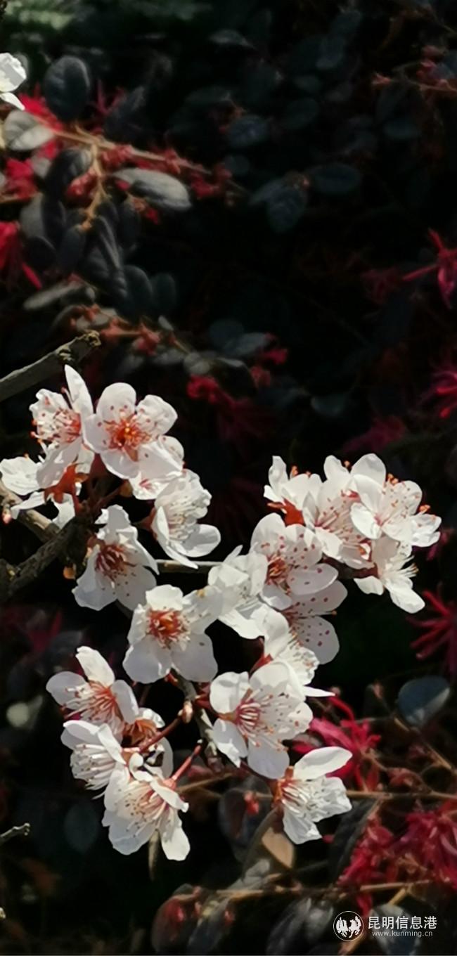 mmexport1582228598684