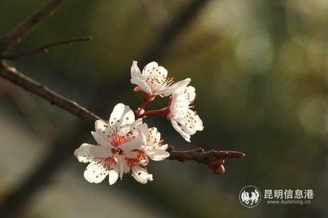 mmexport1582229575757