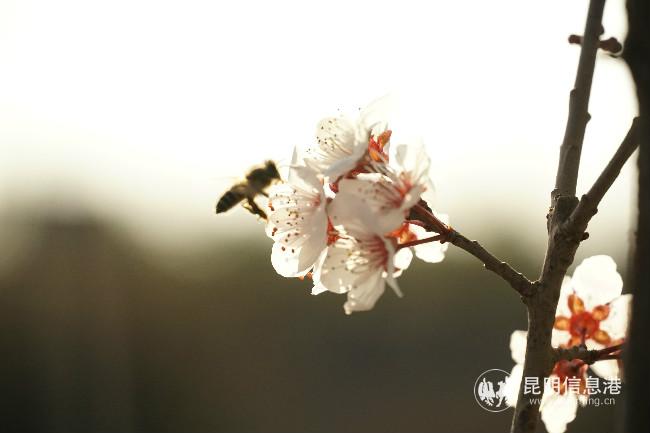 mmexport1582387244650