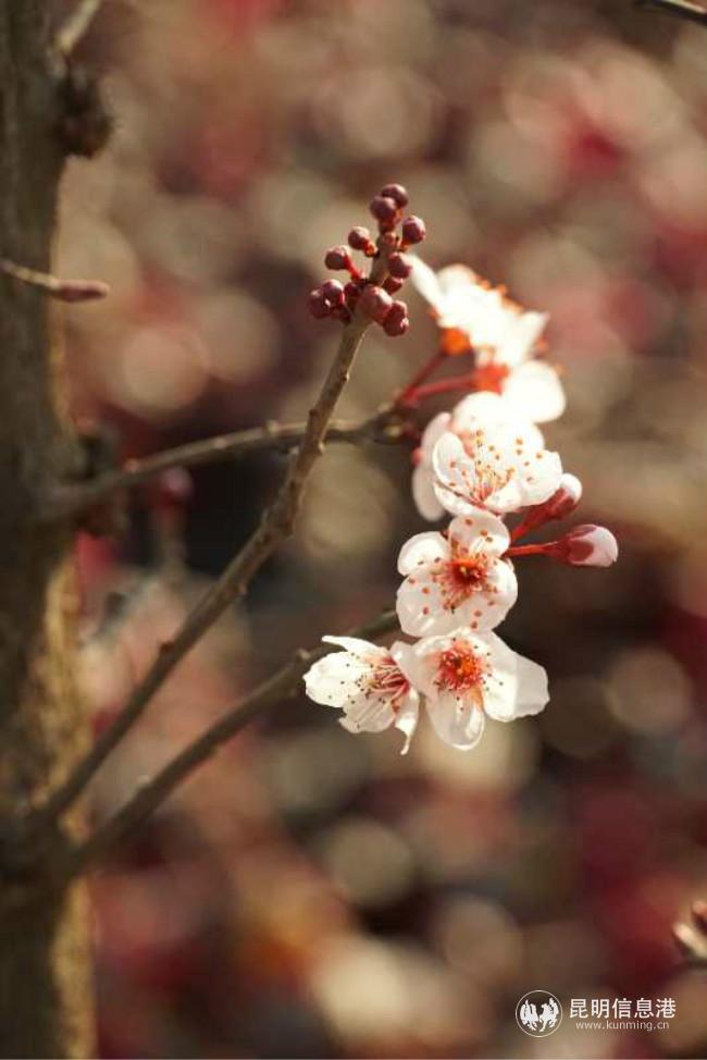 mmexport1582387866310