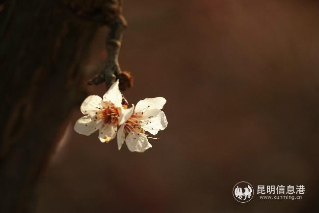 mmexport1582387880072