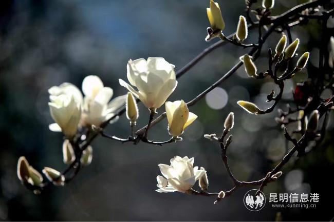 mmexport1582794954048