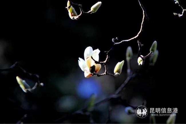 mmexport1582794941594