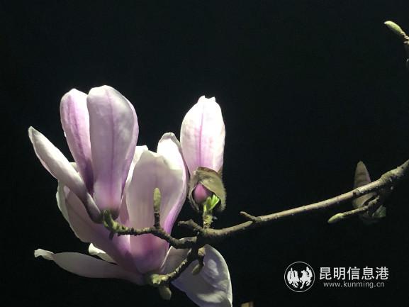 weixintupian_20200227170402