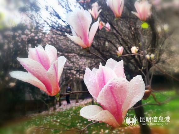 weixintupian_20200227200419