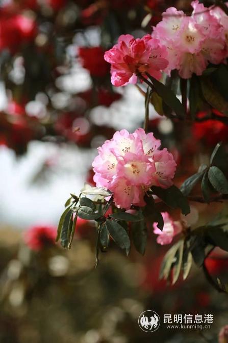 mmexport1582901270464