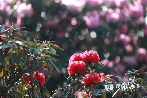 mmexport1582901260075