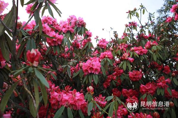 微信图片_20200228185417