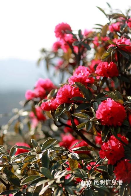 mmexport1582901248134