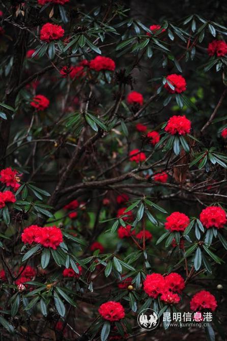 mmexport1582885599743