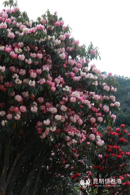 mmexport1582901263464