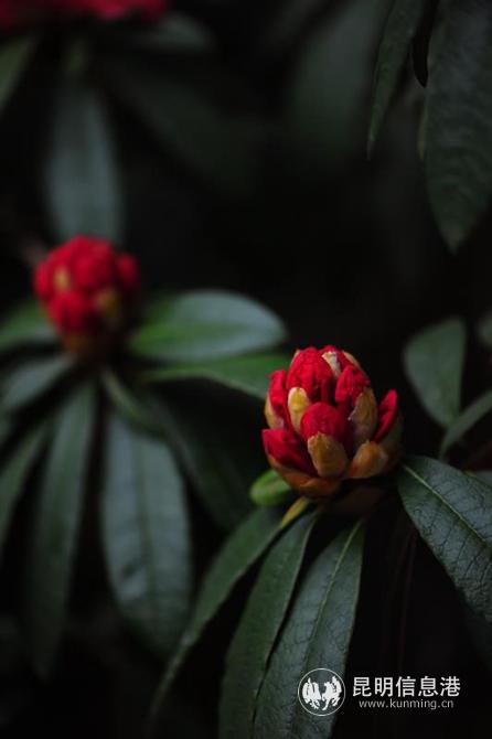 mmexport1582885566481