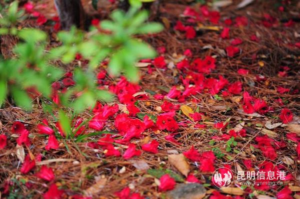 mmexport1582885560228