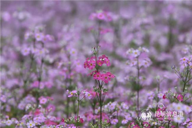 mmexport1582989182275