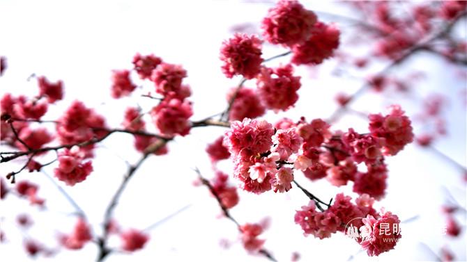 郊野公园樱花初绽