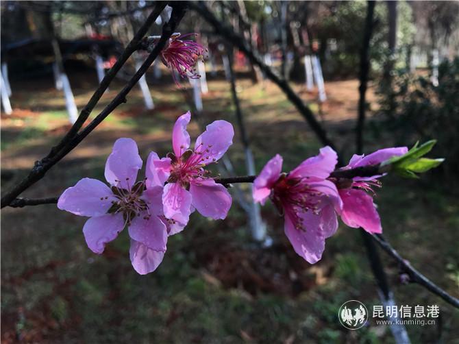 郊野公园桃花初绽