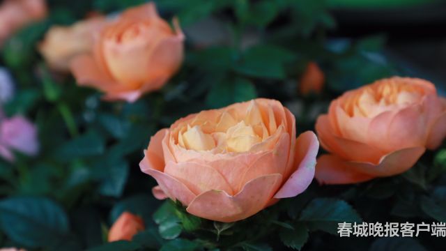 西华公园年宵花展