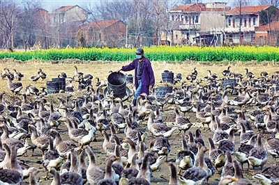 来自湖北田间地头的报道——惊蛰荆楚听春声