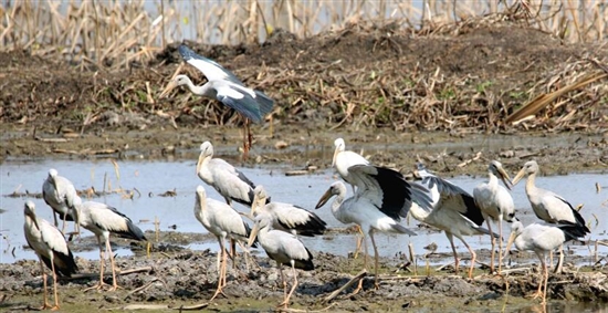 2020030707_res11_attpic_brief