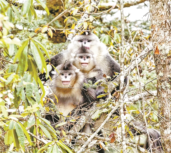 2020030707_res07_attpic_brief