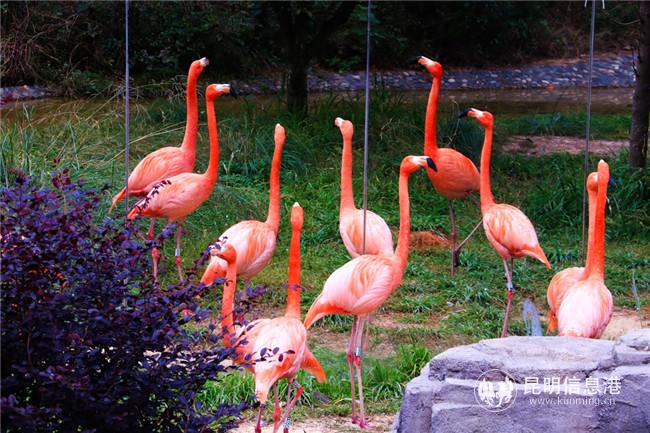 火烈鸟。