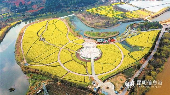 安宁油菜花 2(1)